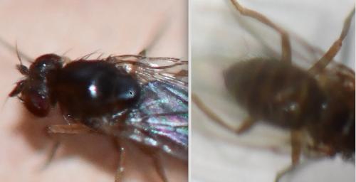 Drosophila sp.